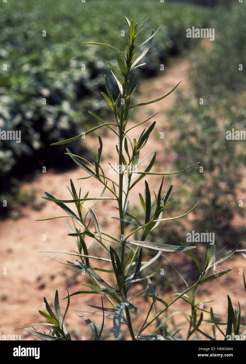 Estragon (Artemisia dracunculus), de la famille des Astéracées. Banque D'Images