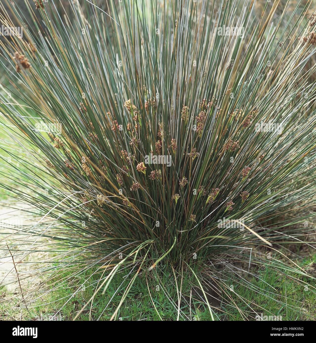Tortue (Juncus acutus), Juncaceae. Banque D'Images