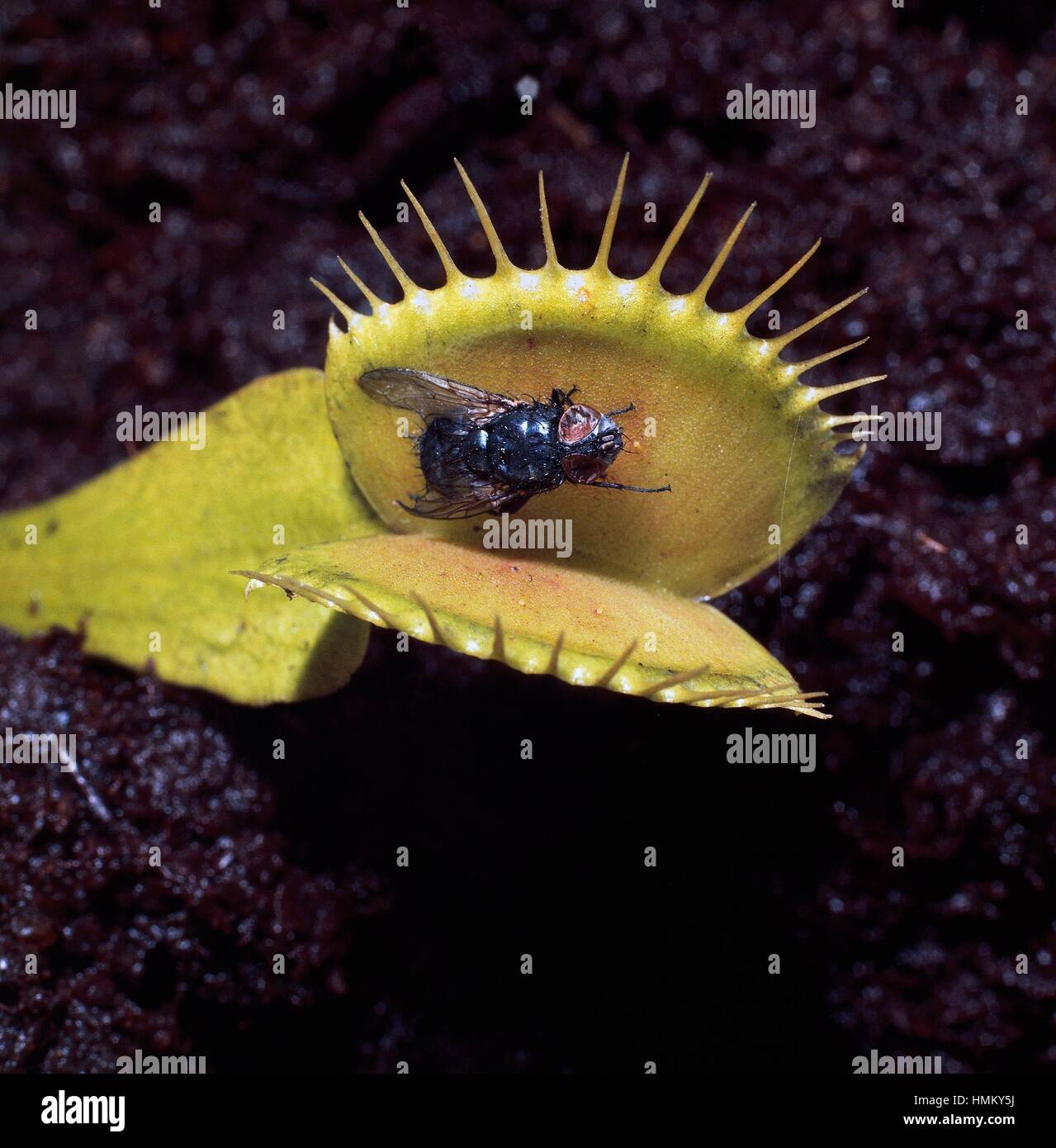 Dionée (Dionaea muscipula) avec une proie, Droseraceae. Banque D'Images