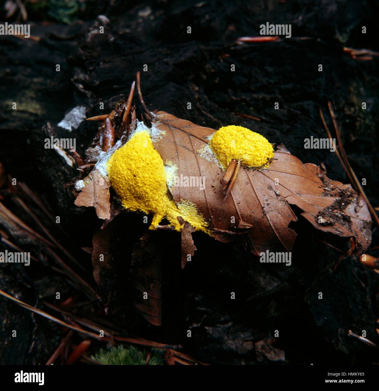 Chien vomit myxomycète, ou des œufs brouillés (Fuligo septica slime), Physaraceae. Banque D'Images