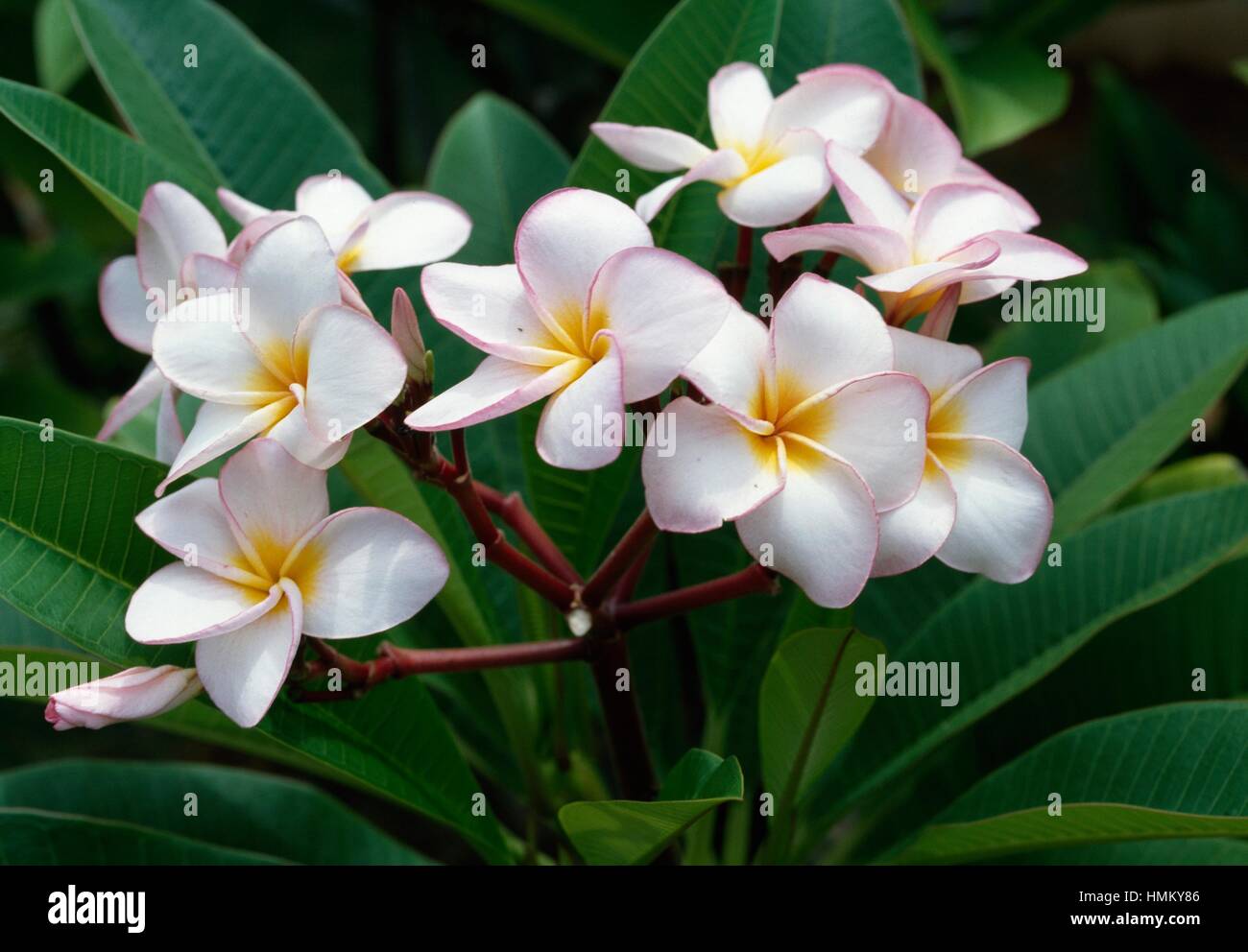 Frangipanier (Plumeria rubra rouge acutifolia), Apocynaceae Photo Stock -  Alamy