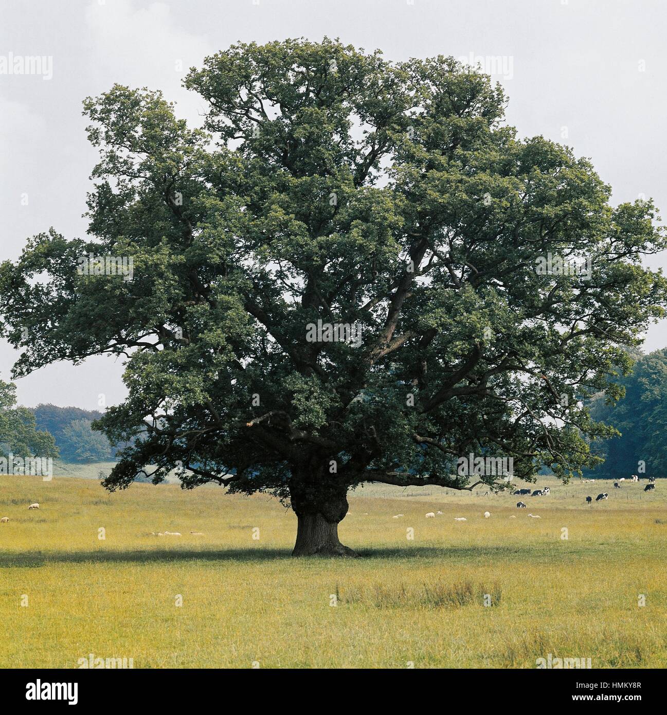 Chêne pédonculé (Quercus robur), Fagaceae. Banque D'Images