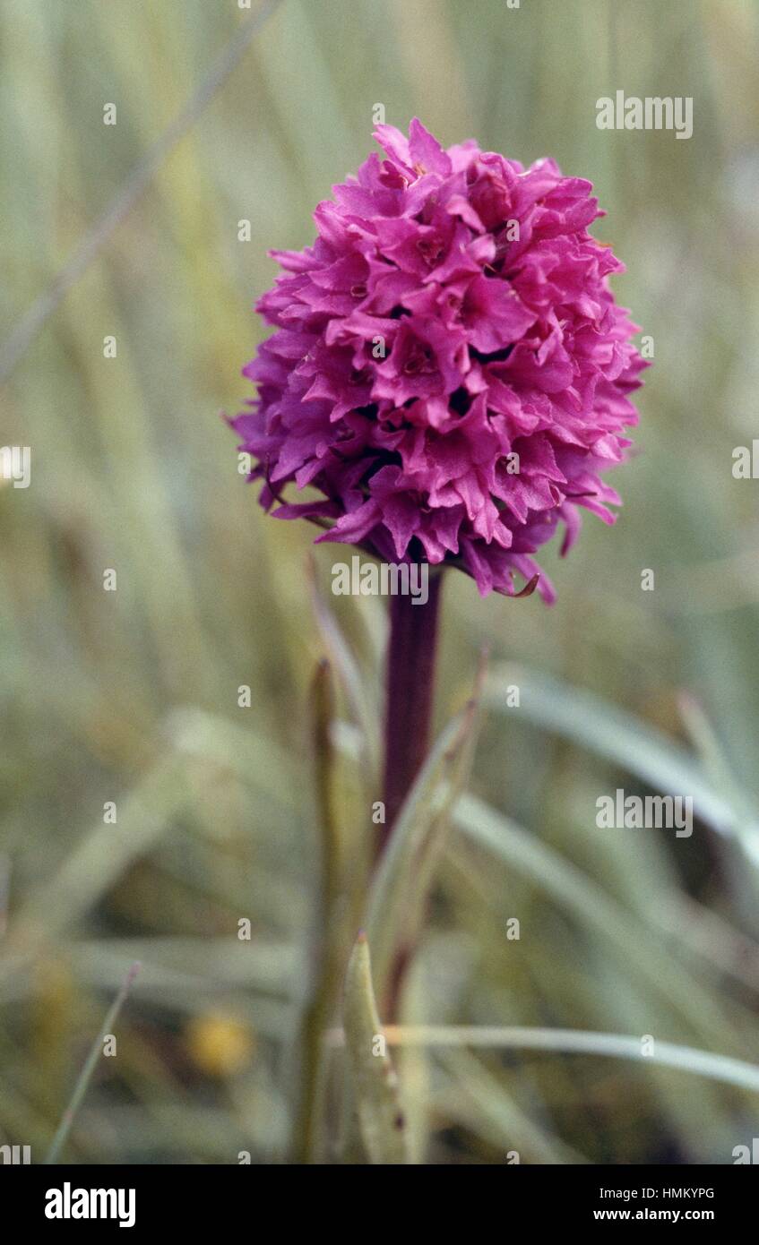 Nigritella sp, Orchidaceae. Banque D'Images