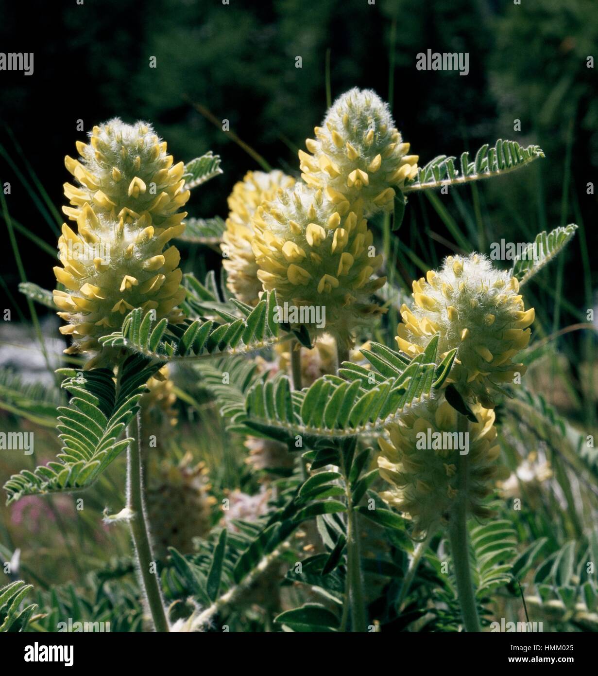 Oxytropis ou astragale (Astragalus centralpinus), Fabaceae. Banque D'Images