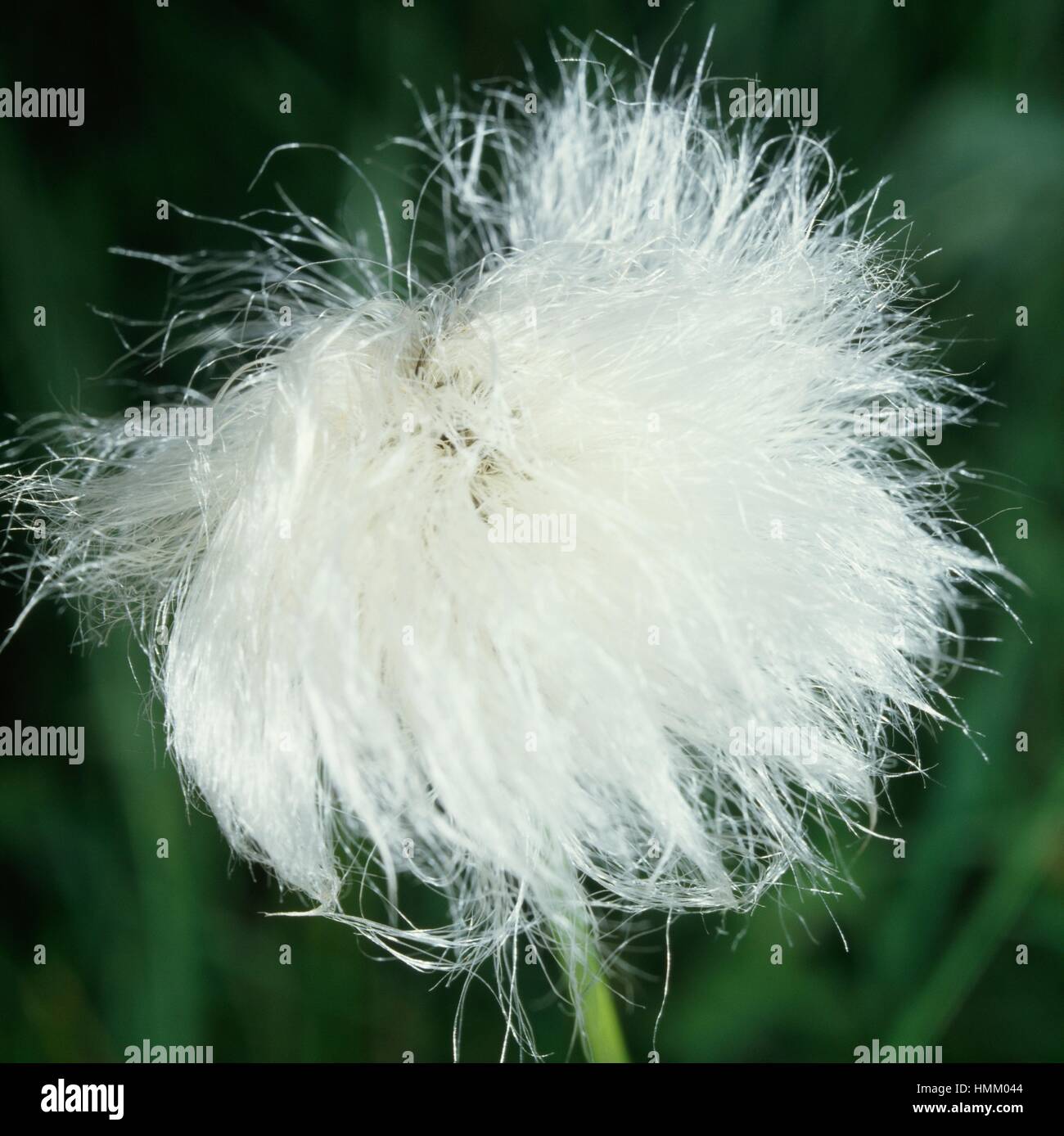 La linaigrette Scheuchzer orWhite linaigrettes (Eriophorum scheuchzeri), Cyperaceae. Banque D'Images