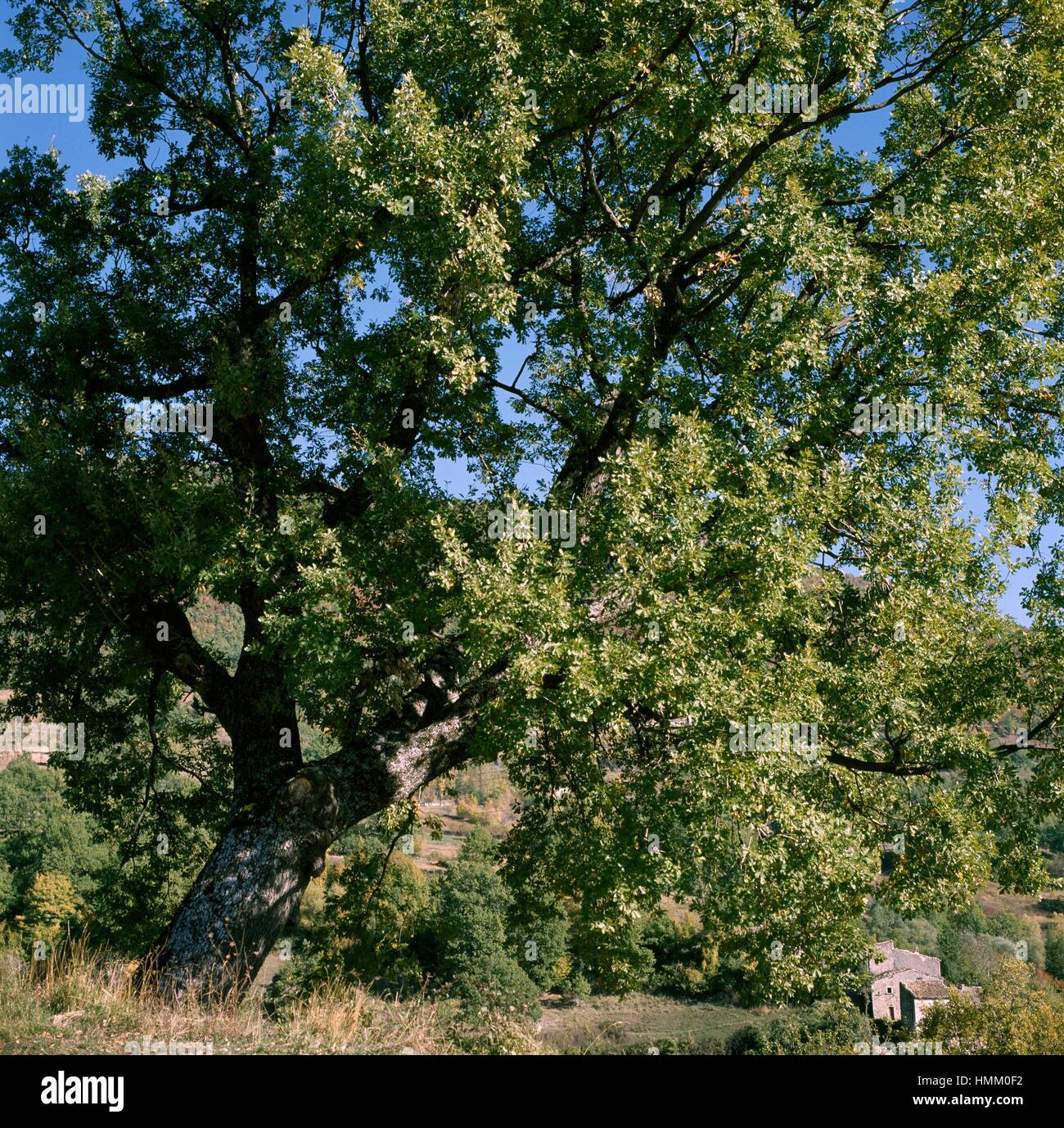 Le Chêne blanc ou chêne pubescent (quercus pubescens), Fagaceae. Banque D'Images