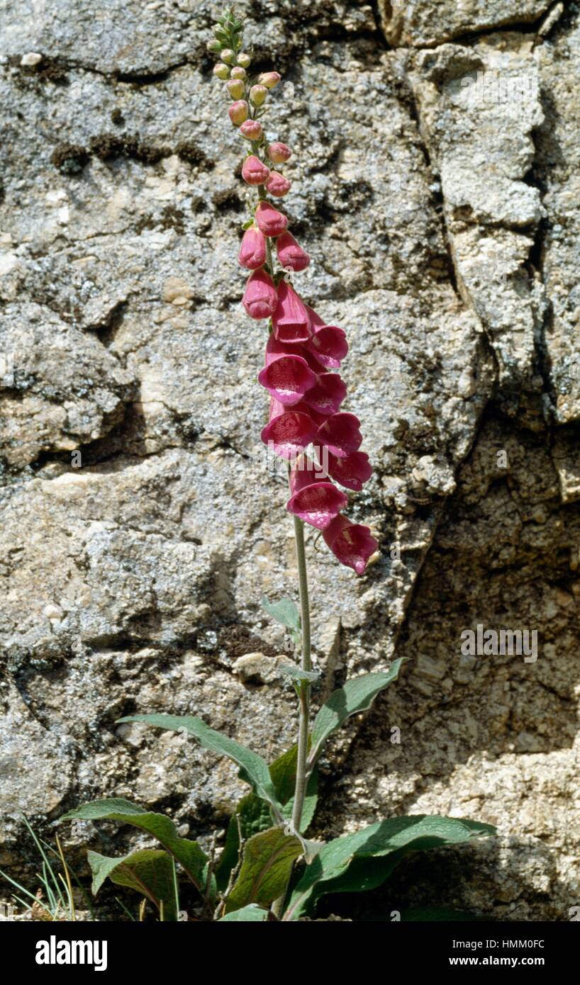 La digitale pourpre digitale, ou Lady's glove (Digitalis purpurea), Scrophulariaceae. Banque D'Images