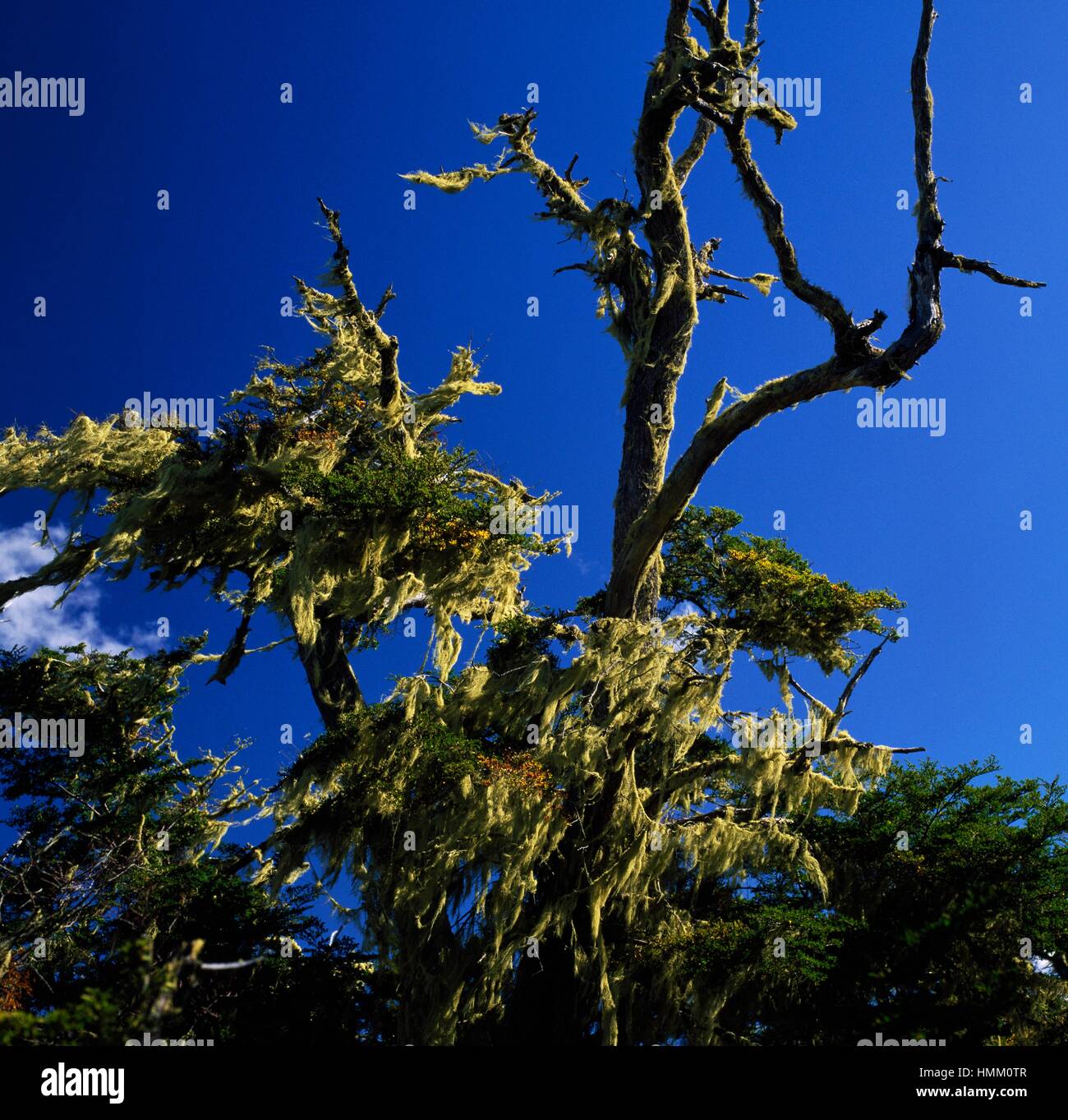 Hêtre de l'Antarctique (Nothofagus antarctica), Nothofagaceae, Tierra del Fuego, Argentine. Détail. Banque D'Images