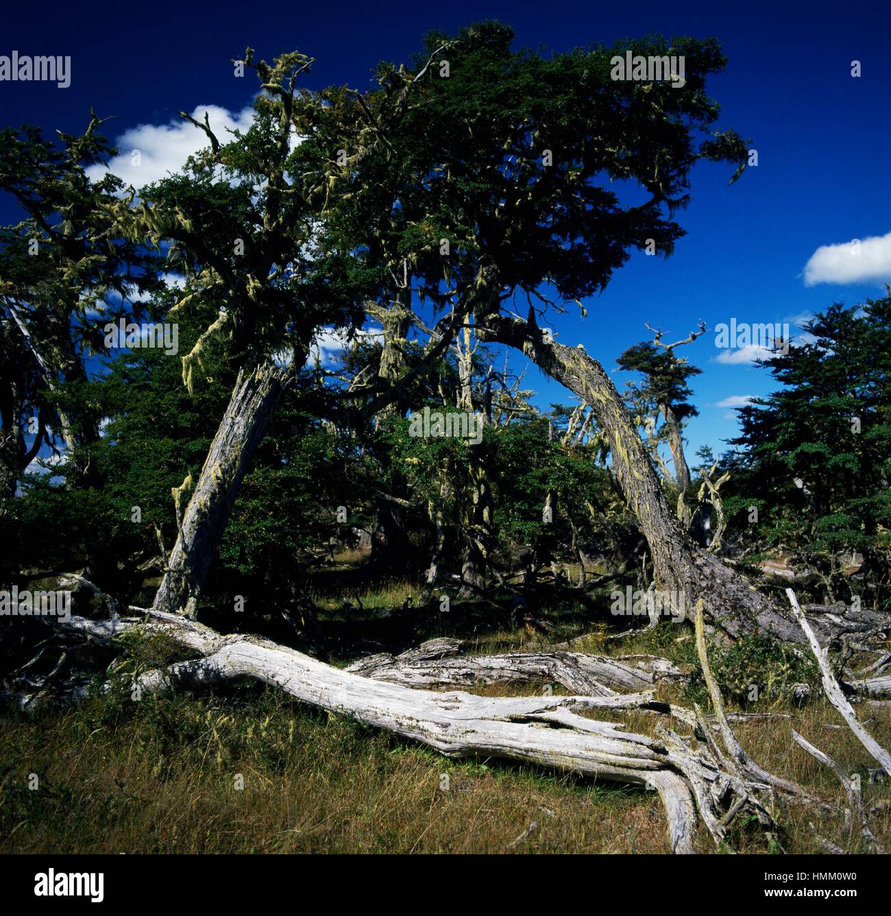 Hêtre de l'Antarctique (Nothofagus antarctica), Nothofagaceae, Tierra del Fuego, Argentine. Banque D'Images