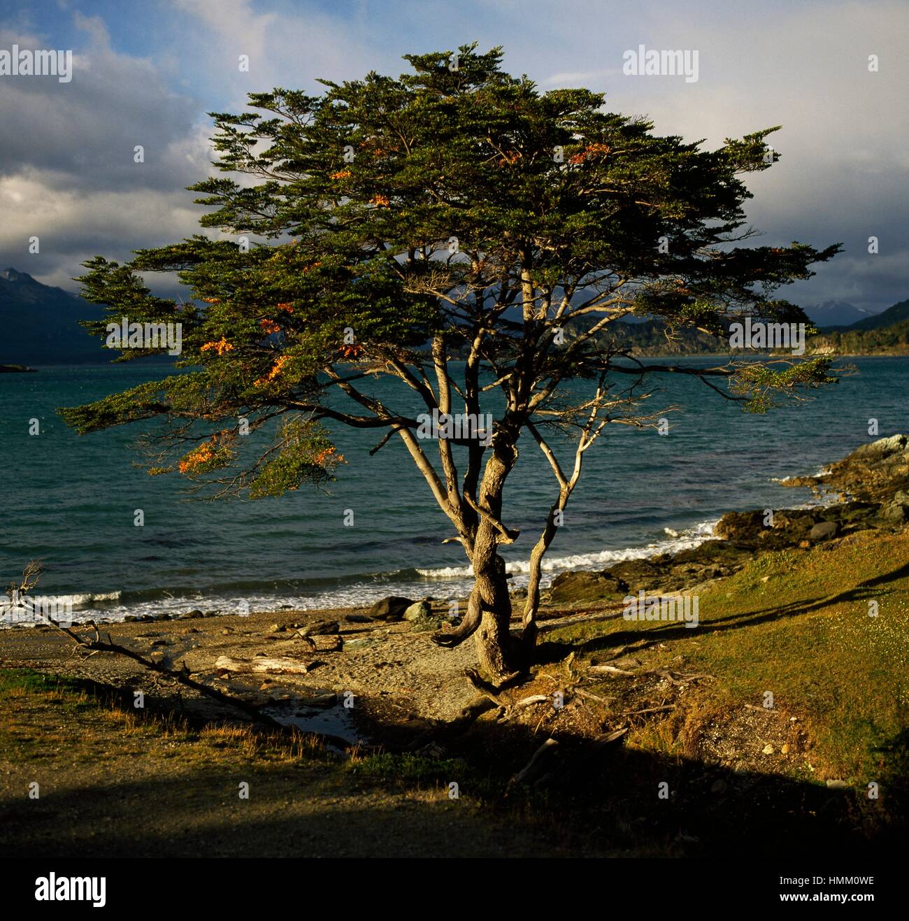 Hêtre de l'Antarctique (Nothofagus antarctica), Nothofagaceae, Tierra del Fuego, Argentine. Banque D'Images