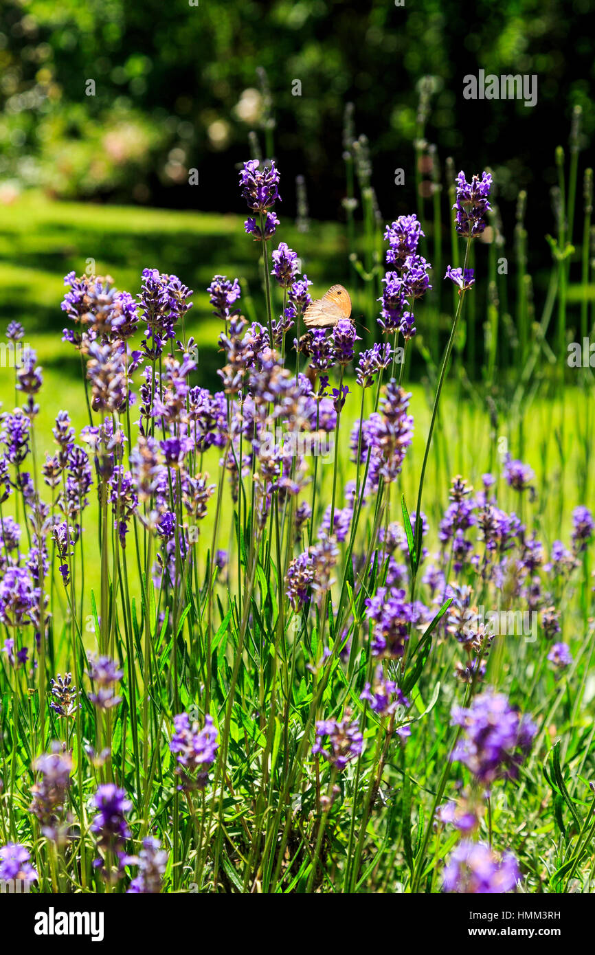 La lavande papillon dans le jardin d'été en français Banque D'Images