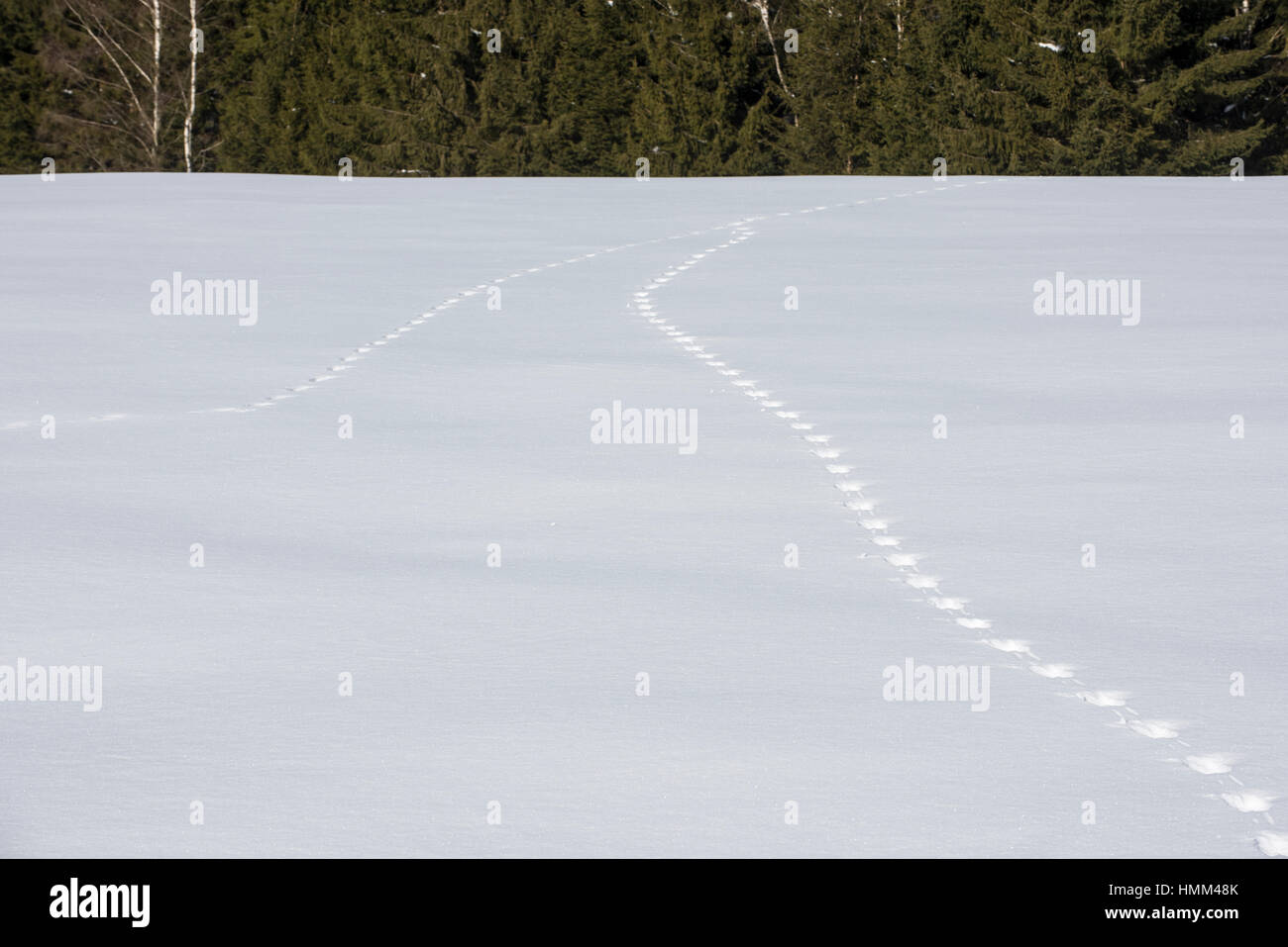 La fusion de deux pistes d'animaux dans la neige couverts domaine menant à la forêt en hiver Banque D'Images