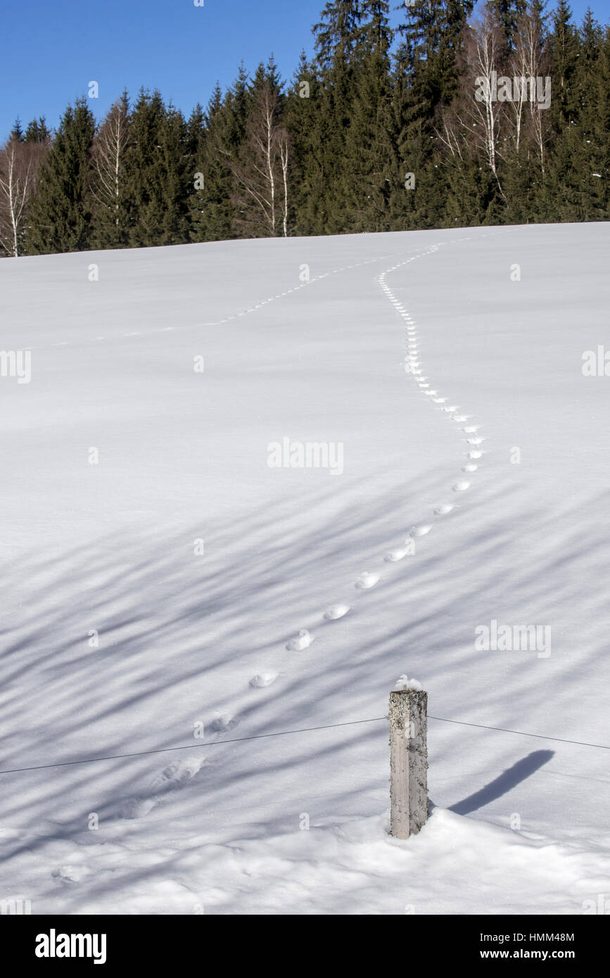 La fusion de deux pistes d'animaux dans la neige couverts domaine menant à la forêt en hiver Banque D'Images