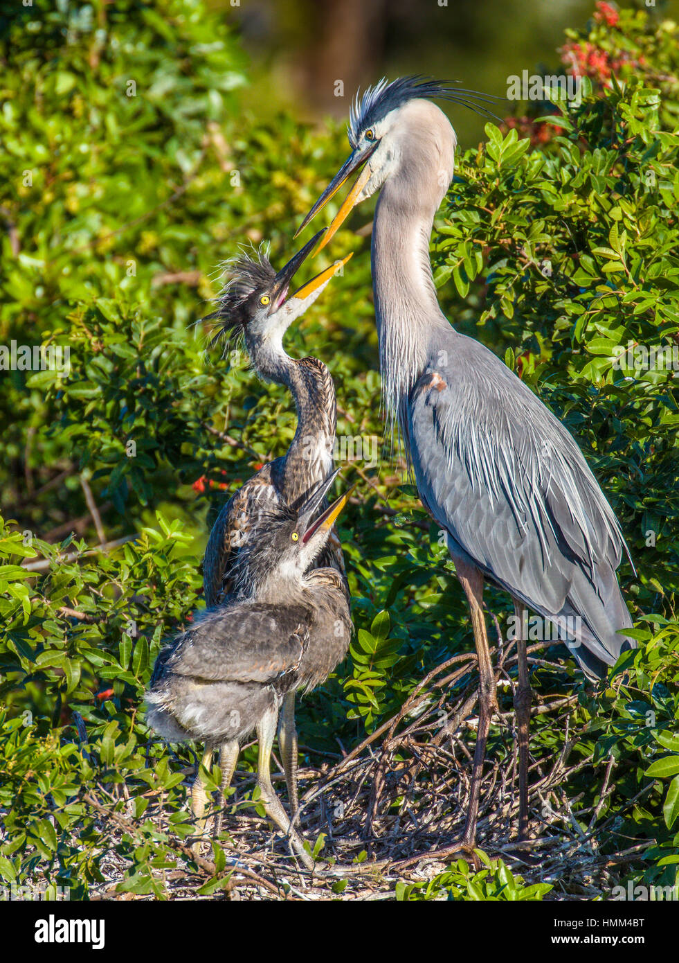Bebe Heron Banque D Image Et Photos Alamy
