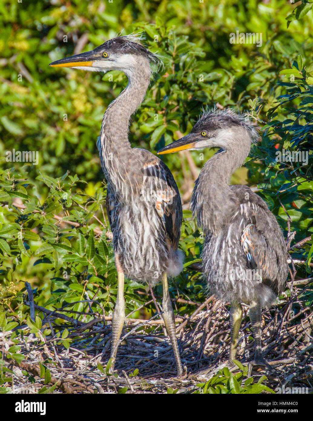 Bebe Heron Banque D Image Et Photos Alamy