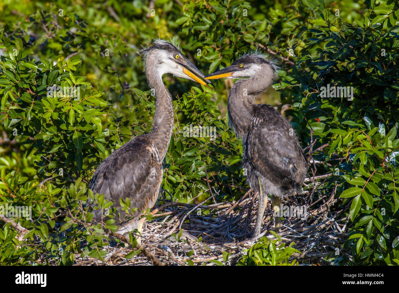 Bebe Heron Banque D Image Et Photos Alamy