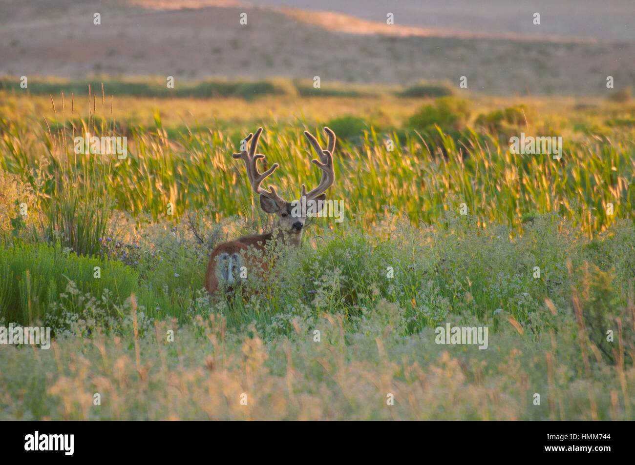 Deer, Malheur National Wildlife Refuge, High Desert Discovery Scenic Byway, Oregon Banque D'Images