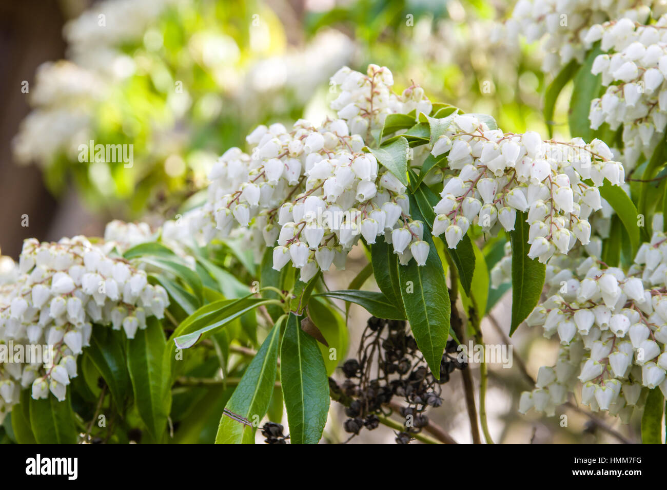 Floraison blanche Pieris japonica plante en pleine floraison Banque D'Images