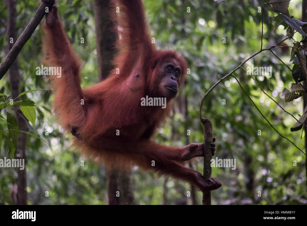 Dans l'orang-outan de Sumatra Bukit Lawang, jungle de Sumatra, en Indonésie. Banque D'Images