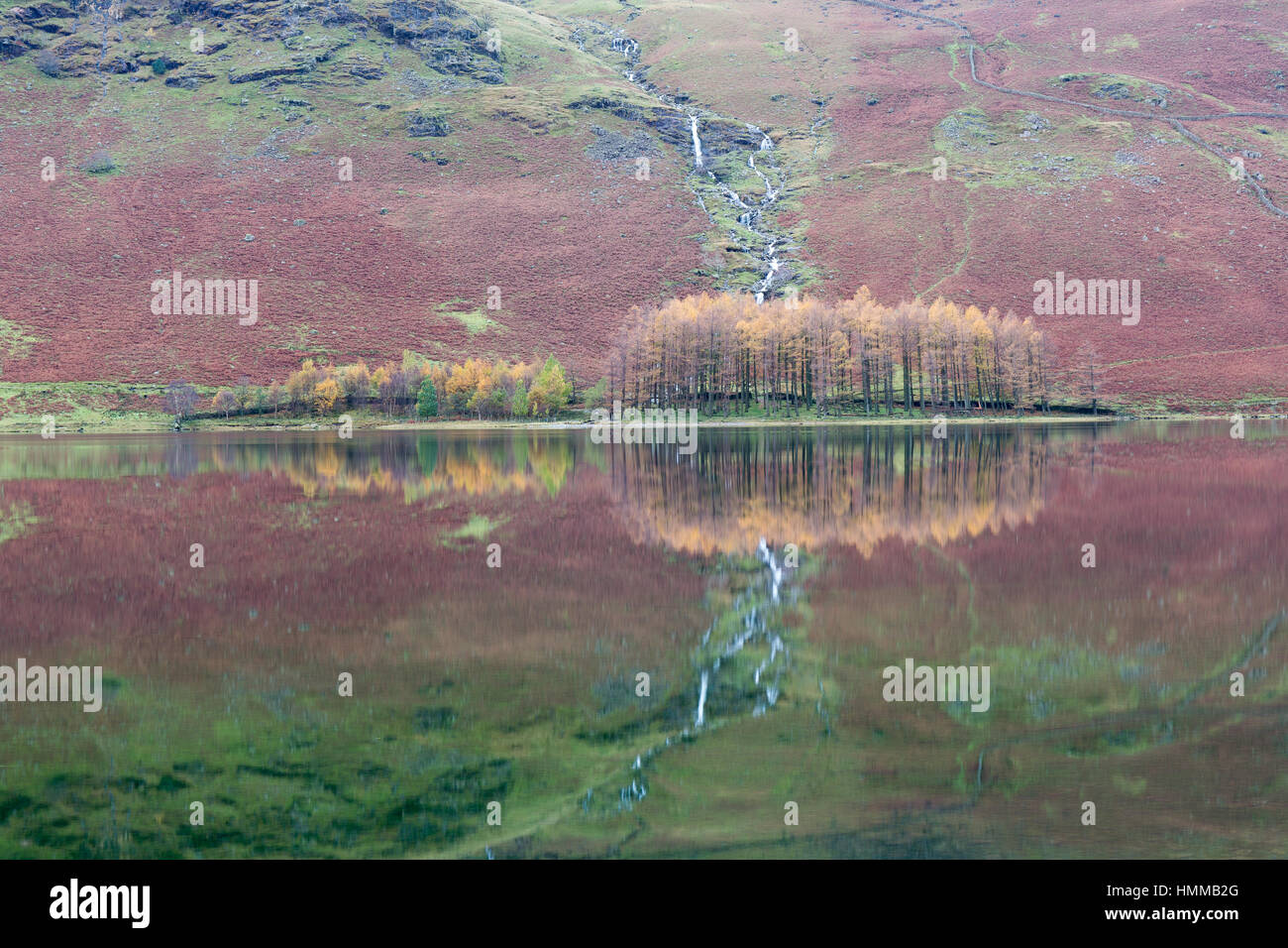 Réflexions de l'arbre dans la Lande Banque D'Images