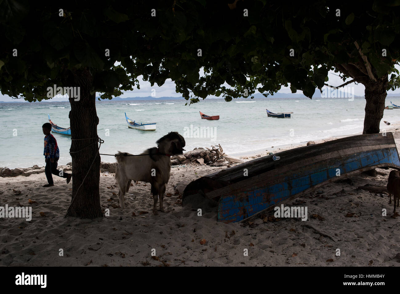 Une chèvre attachée à un arbre dans la plage tropicale de Pulau Weh, Banda Aceh, Sumatra, Indonésie. Banque D'Images