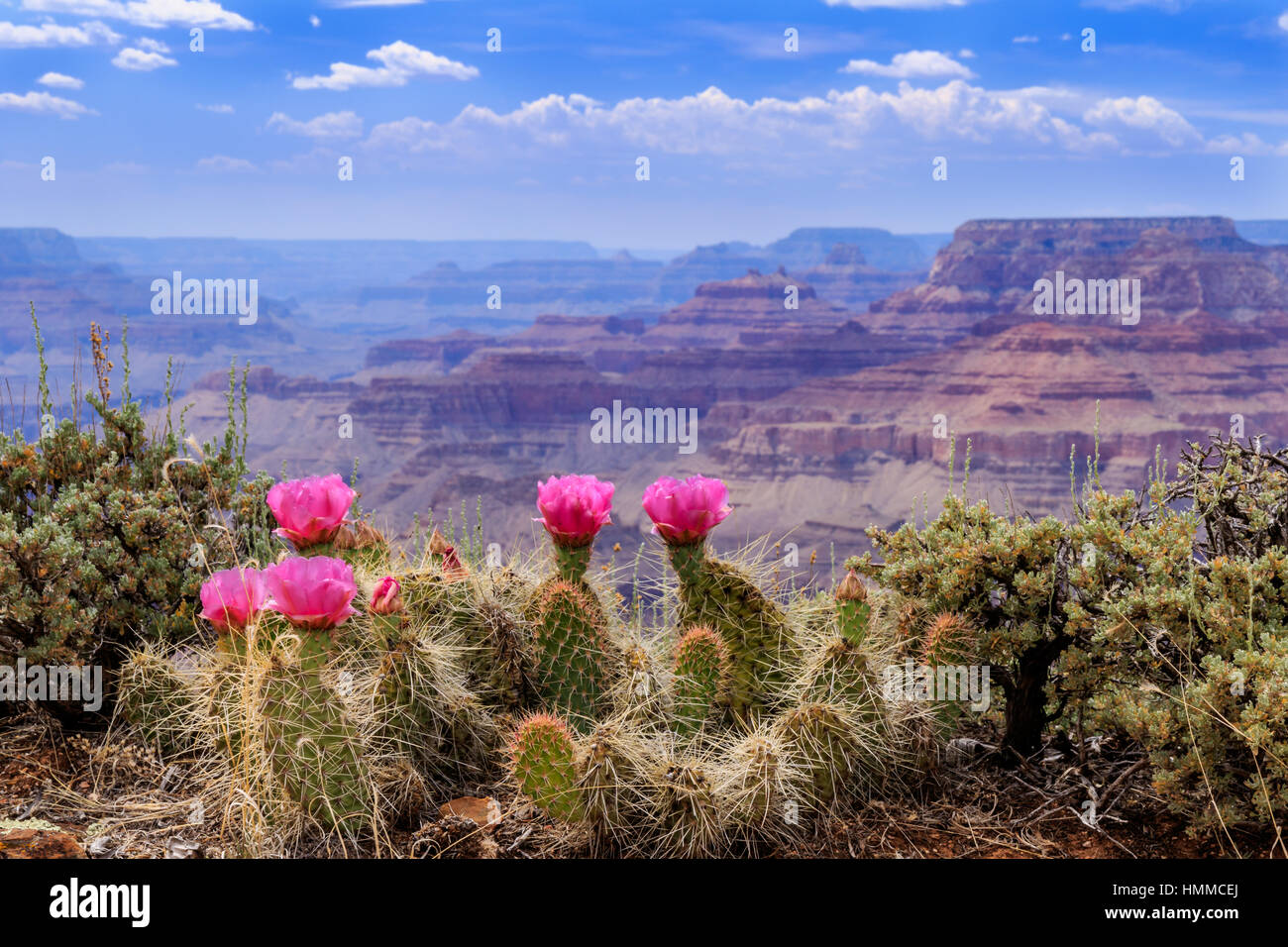 Cactus fleurit sur la sérénité des bords du Grand Canyon. Banque D'Images
