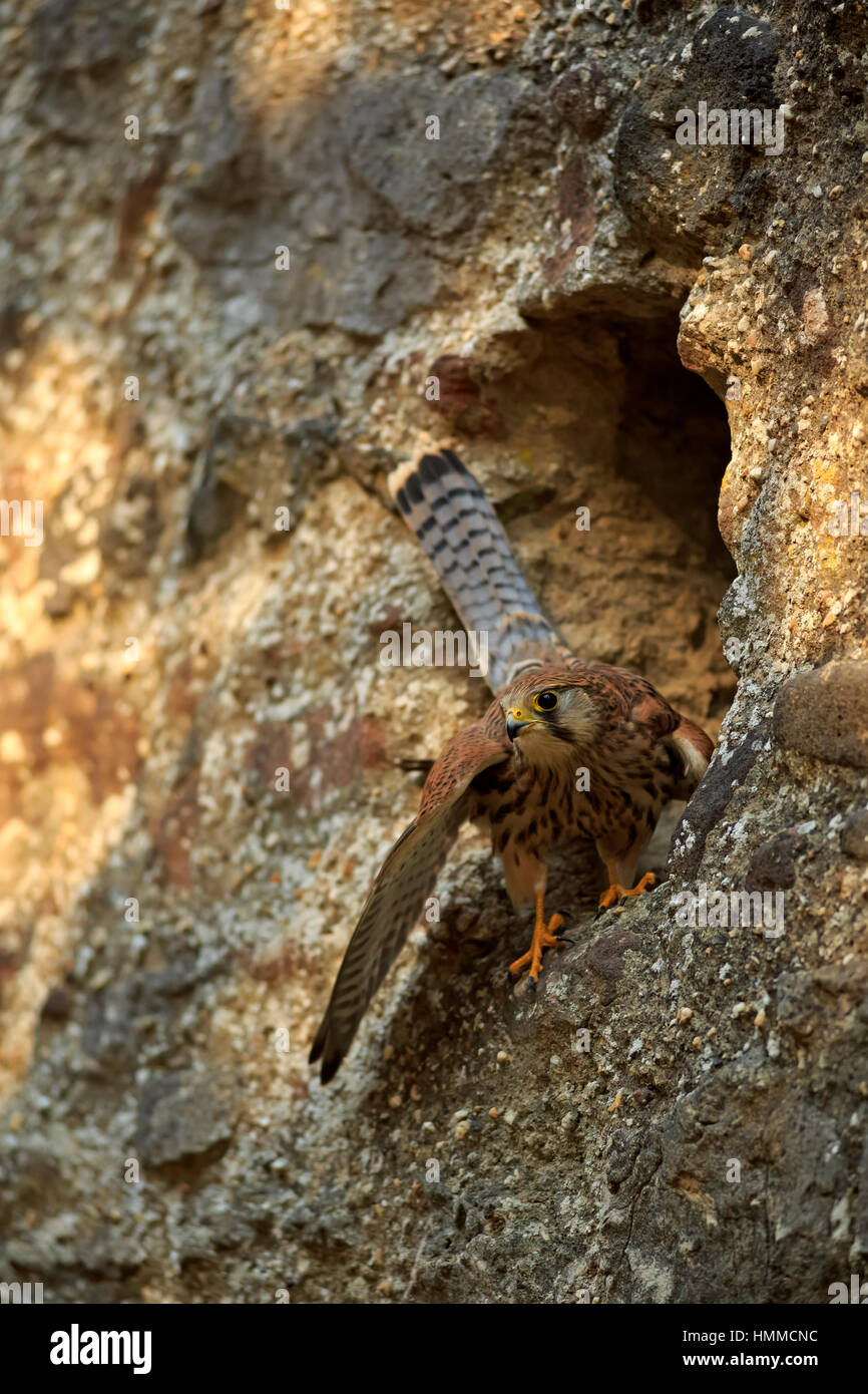 Kestrel européen commun, Krestel, (Falco tinnunculus), des profils sur rock, Pelm, Kasselburg, Eifel, Allemagne, Europe Banque D'Images