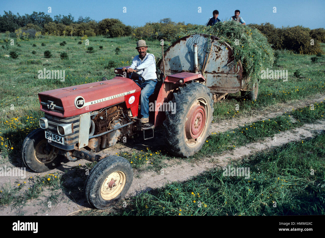 Les agriculteurs utilisant des vieux tracteur Massey Ferguson et de la remorque de foin récolte fenaison ou Chypre du Nord Banque D'Images