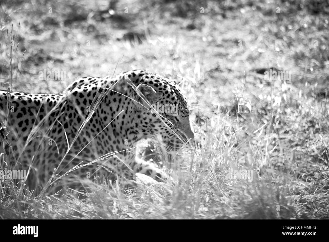 Blur en afrique du sud du parc naturel kruger wild leopard se reposant après hounting Banque D'Images