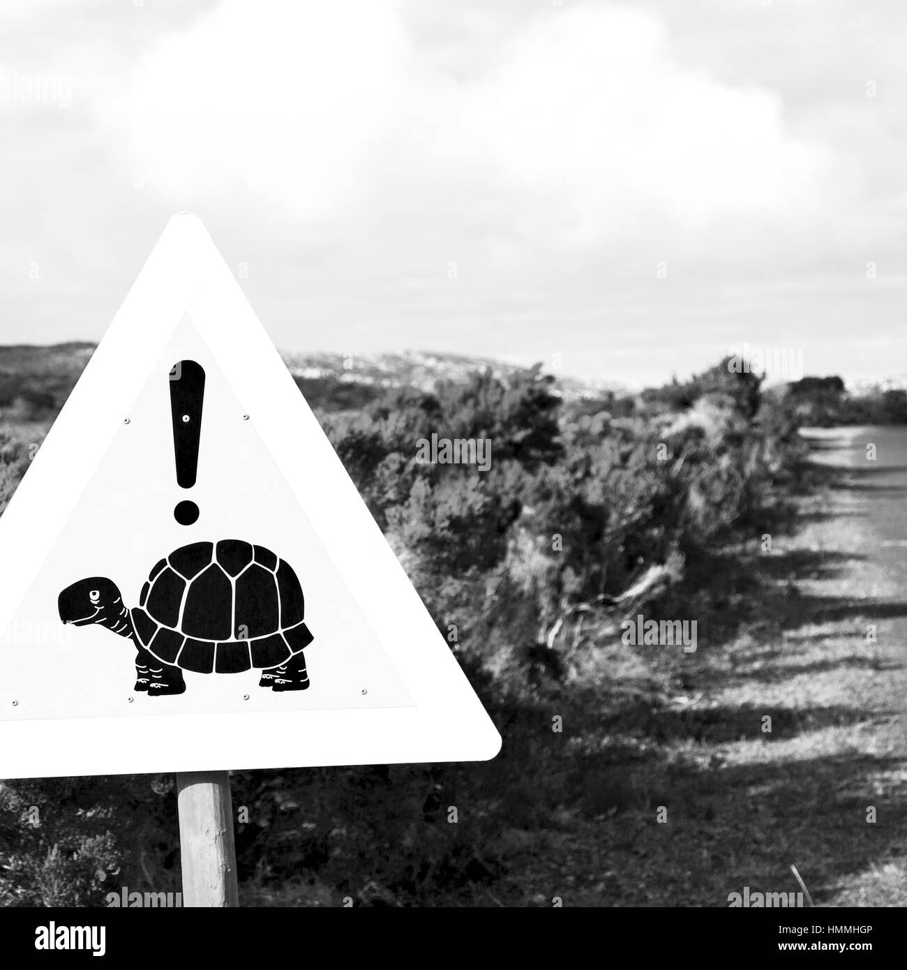 Blur en afrique du sud de près de l'inscription de la tortue comme texture background Banque D'Images