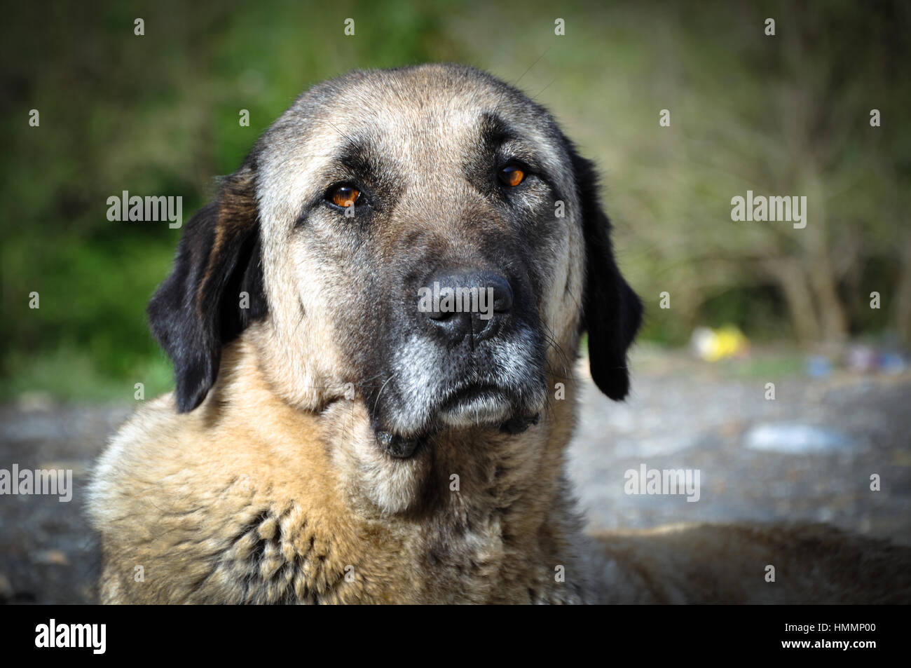 Chien de berger d'Anatolie, Turquie Banque D'Images