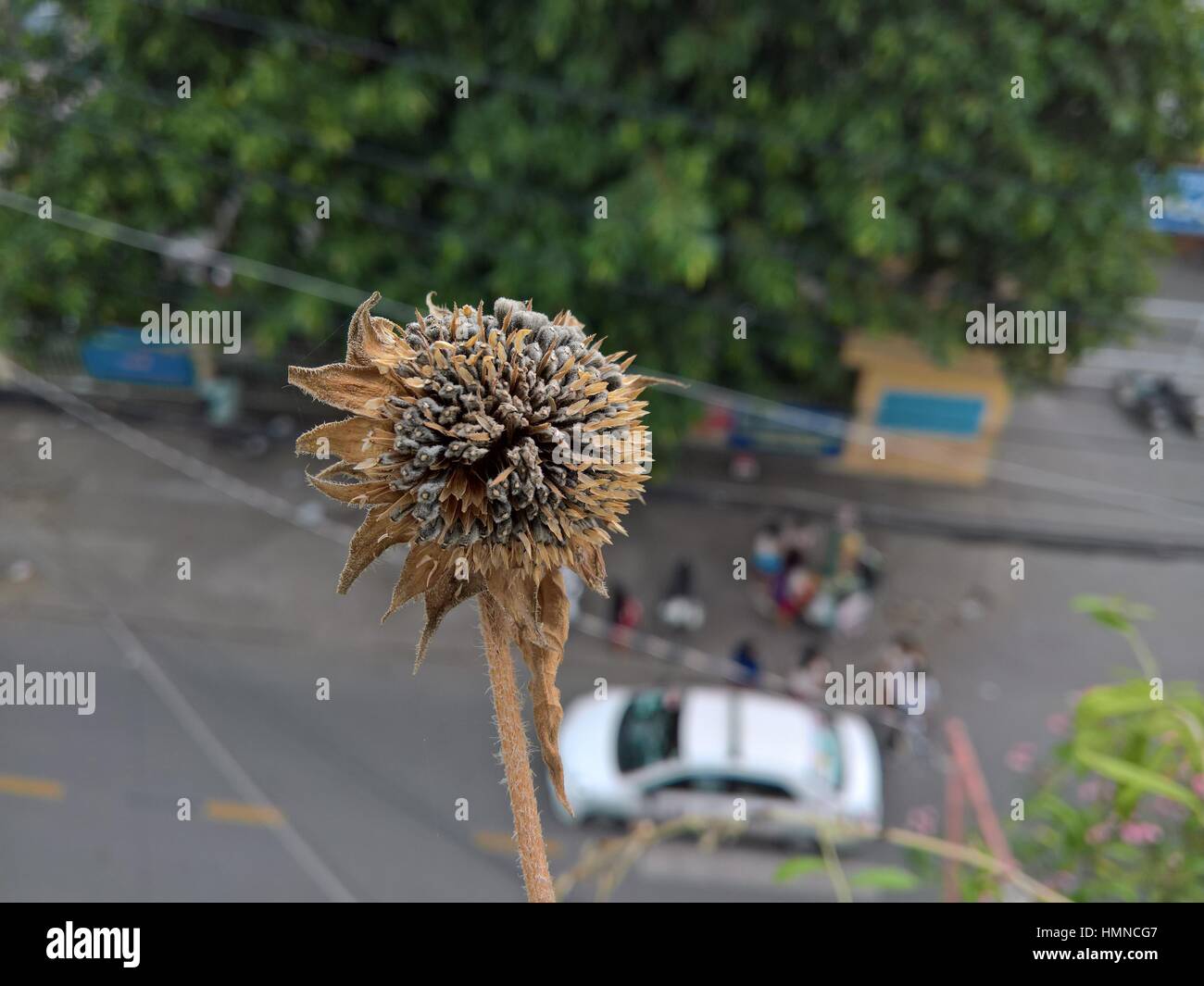 Mort de tournesol Banque D'Images