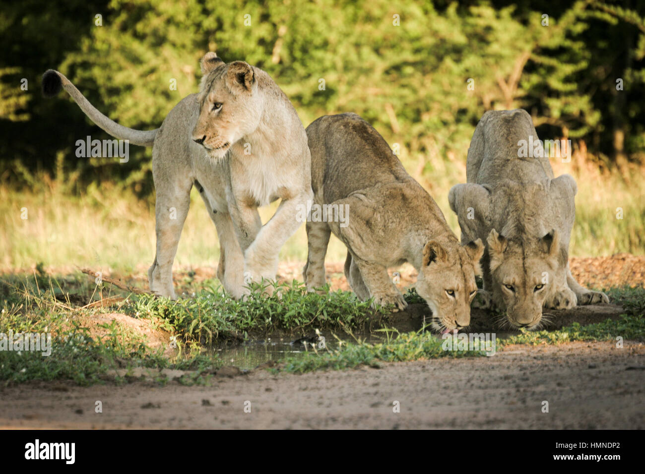 Les Lions de l'étang Banque D'Images