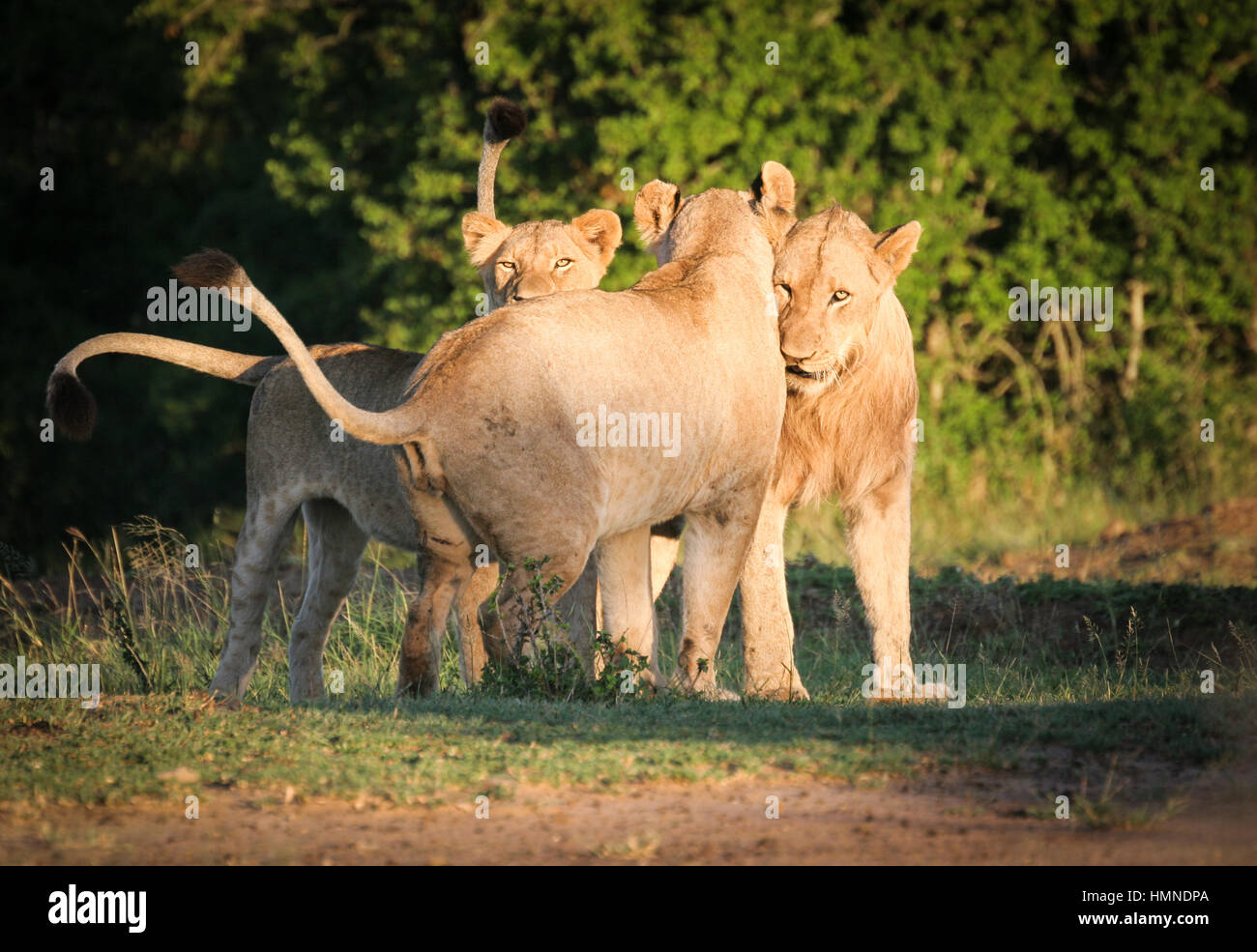 Jeunes lions avec lionne dans Umfolozi Réserver en Afrique du Sud. Banque D'Images
