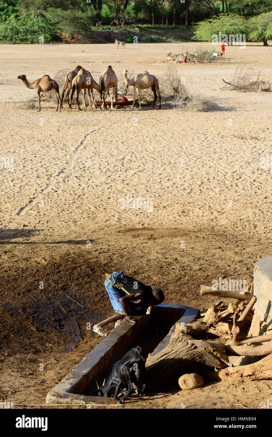 KENYA Samburu, Marsabit, tribu pastoral village Samburu Ngurunit, chameaux, obtenir de l'eau de trou d'eau clôturé avec des arbustes épineux en lit de rivière à sec de la rivière Ngurunit / KENYA, Samburu, Marsabit Dorf Ngurunit, Kamele une Traenke von im trockenen des Flusses Ngurunit 156 Chambres Banque D'Images