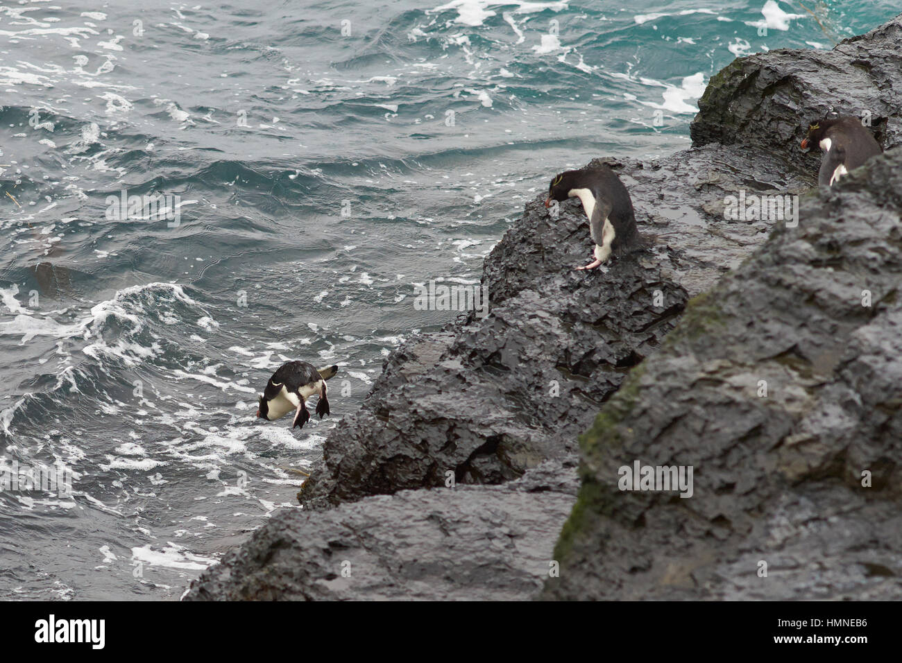 Gorfous sauteurs (Eudyptes chrysocome) plongée sous-marine au large de la falaise dans la mer sur la côte de l'île sombre dans les îles Falkland Banque D'Images