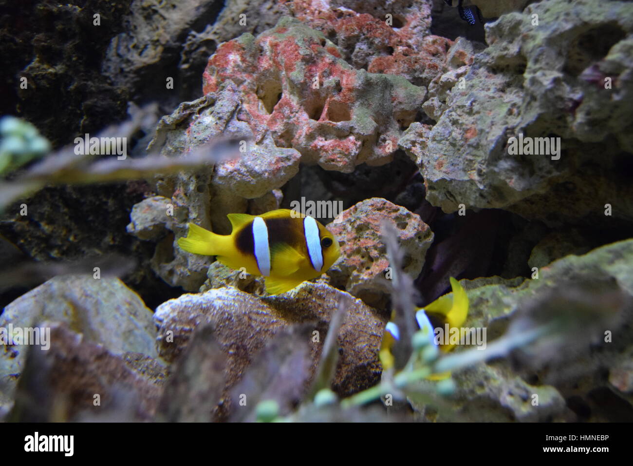 Les poissons d'aquarium poisson clown- Banque D'Images