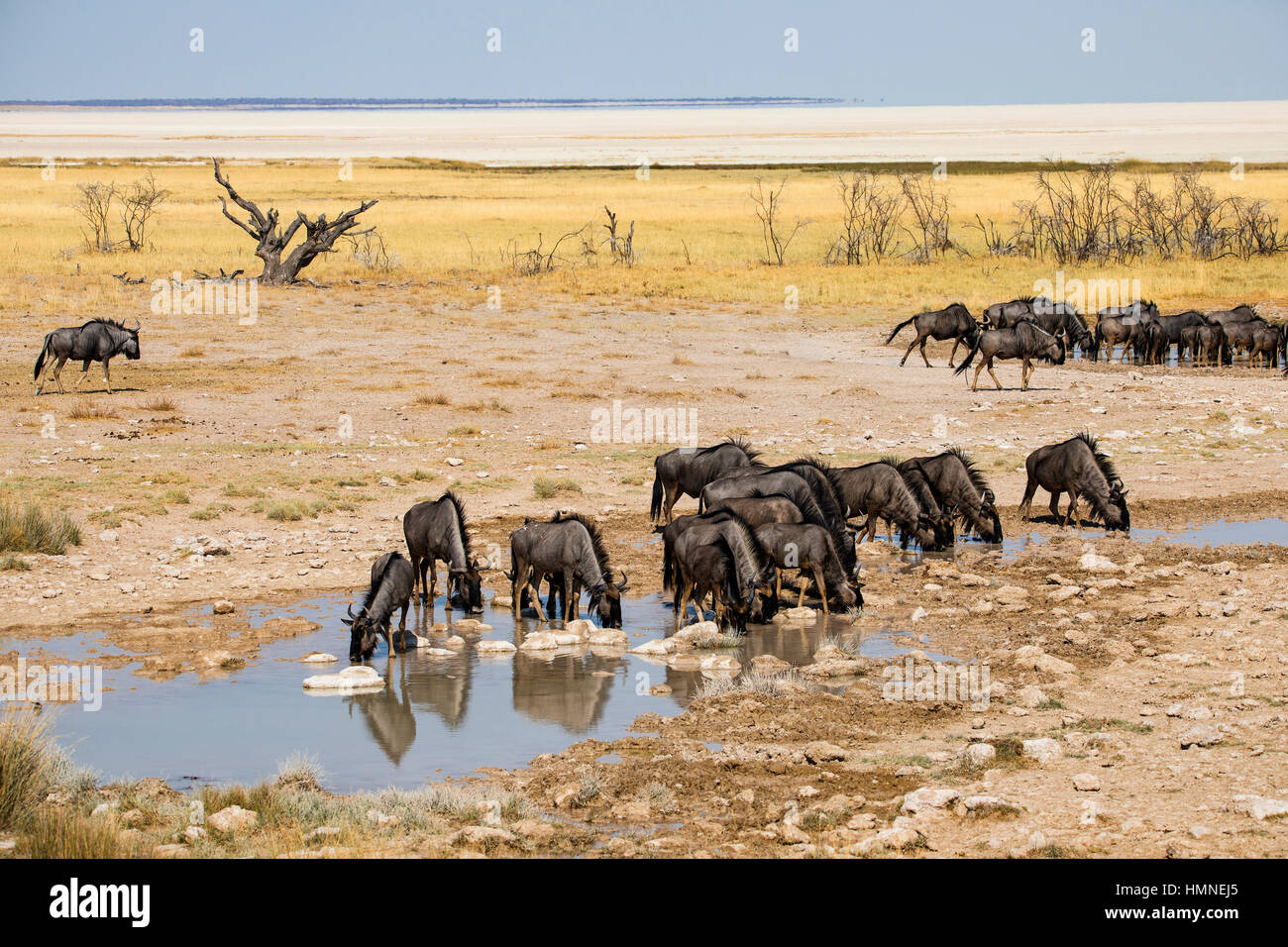 Gnou commun, Connochaetes taurinus, Salvadora Waterhole, la Namibie, l'Afrique, par Monika Hrdinova/Dembinsky Assoc Photo Banque D'Images