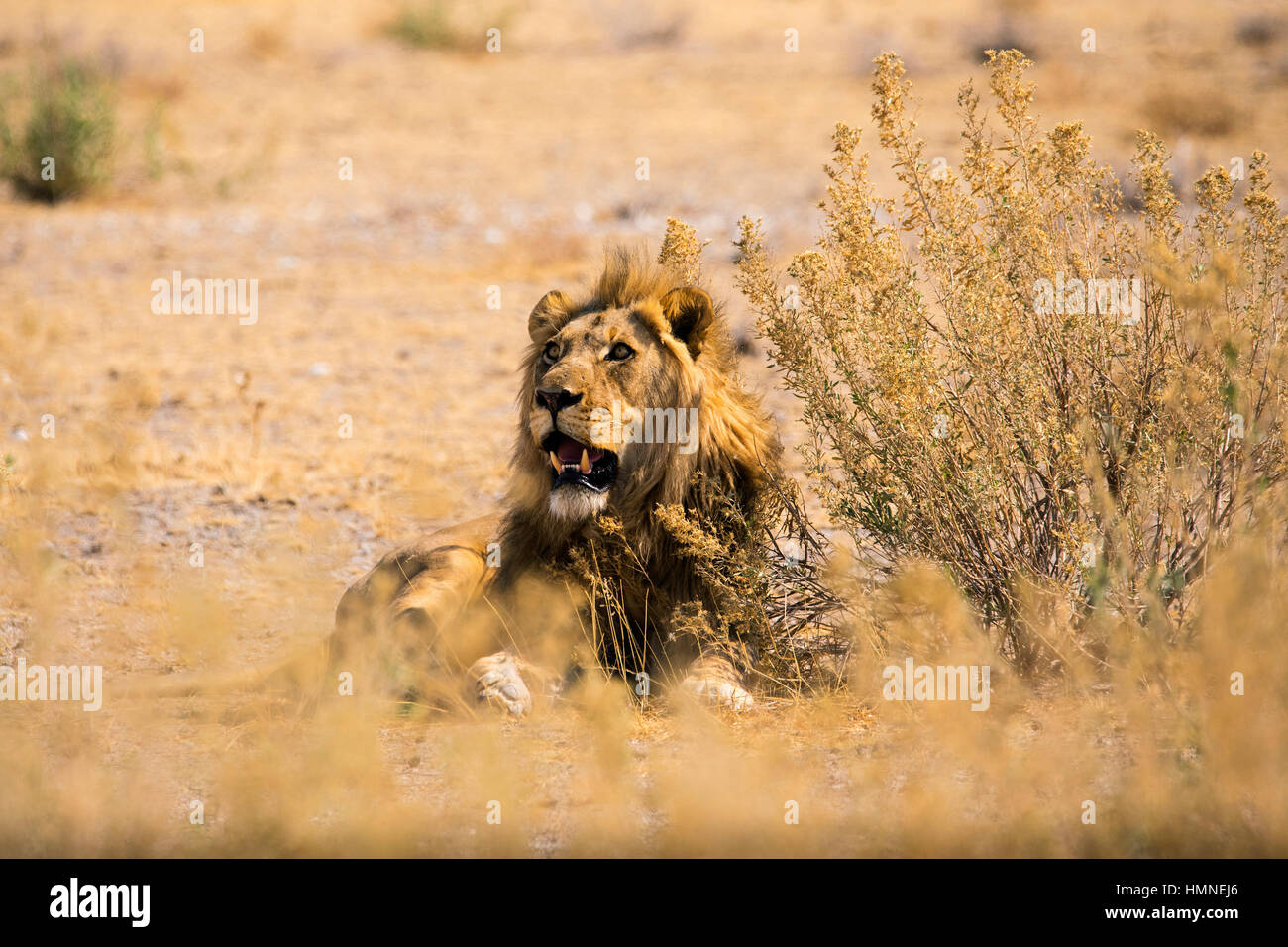L'African Lion, homme, Panthera leo, Etosha National Park, Namibie, l'Afrique, par Monika Hrdinova/Dembinsky Assoc Photo Banque D'Images