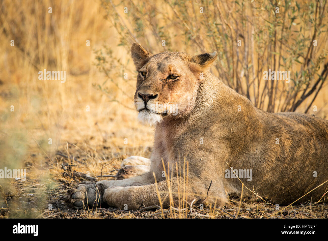 L'African Lion, femme, Panthera leo, Etosha National Park, Namibie, l'Afrique, par Monika Hrdinova/Dembinsky Assoc Photo Banque D'Images