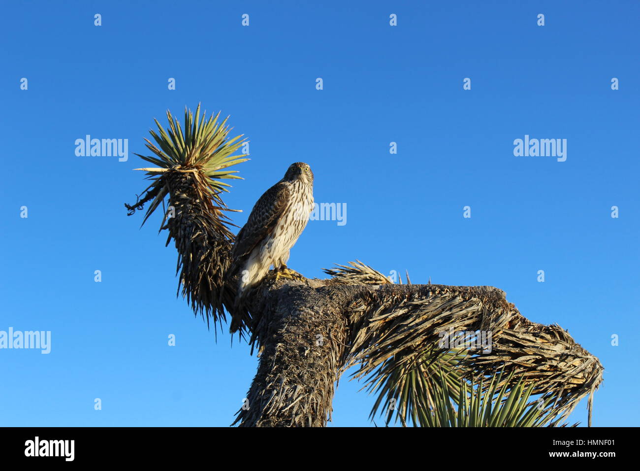 Autour des palombes (Accipiter gentilis) Autour des palombes Banque D'Images