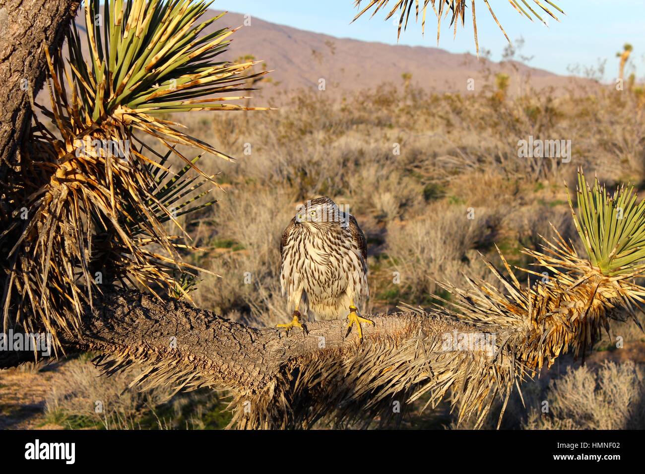 Autour des palombes Banque D'Images
