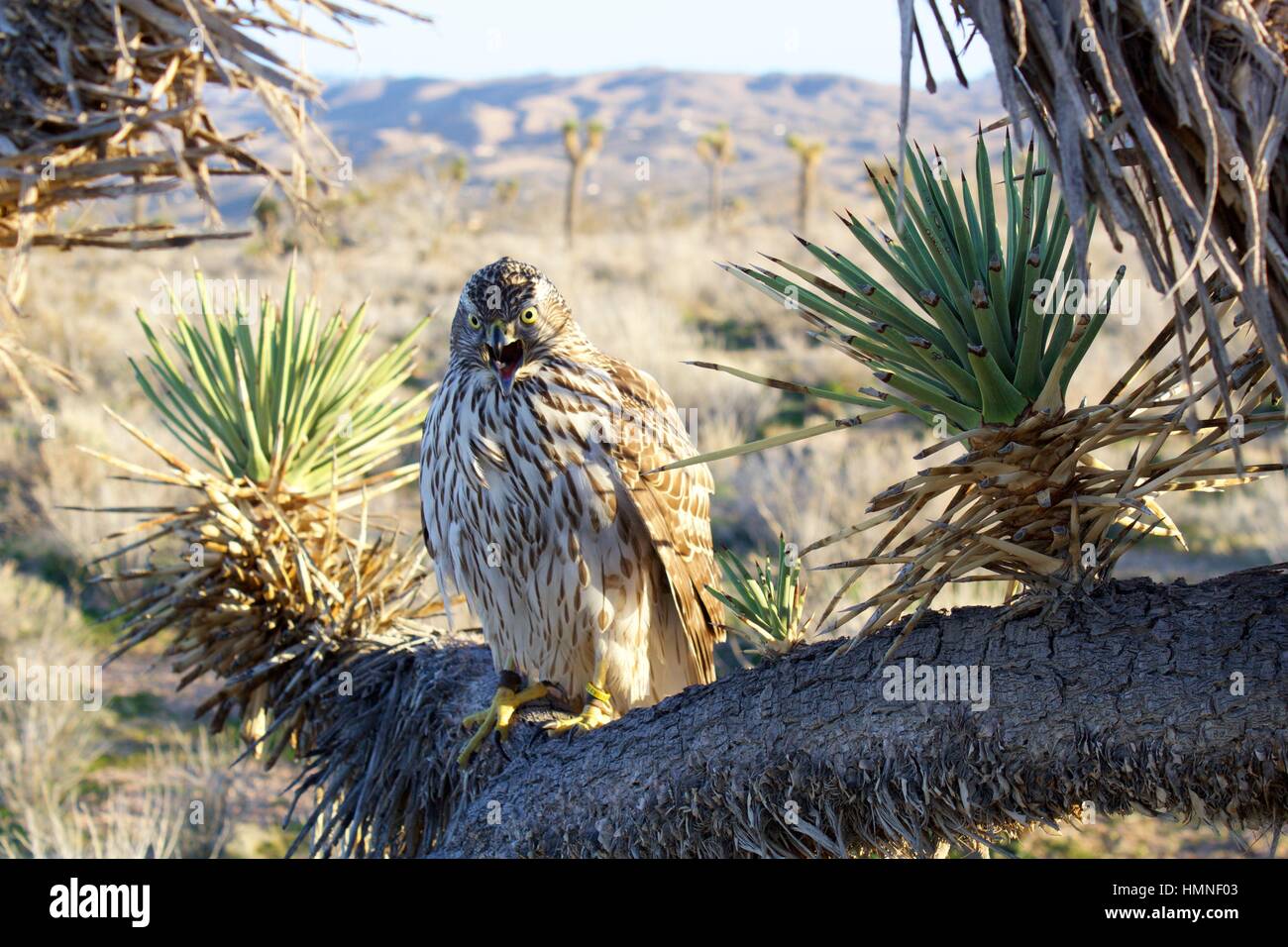 Autour des palombes Banque D'Images