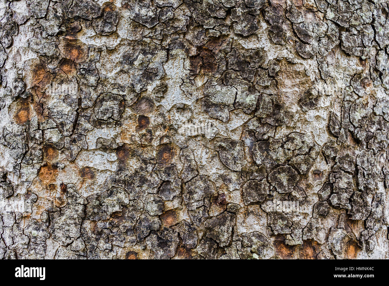 Texture bois texture détaillée, de l'écorce de peuplier éclairé, ancien grand tronc de peuplier, l'écorce d'arbre Banque D'Images