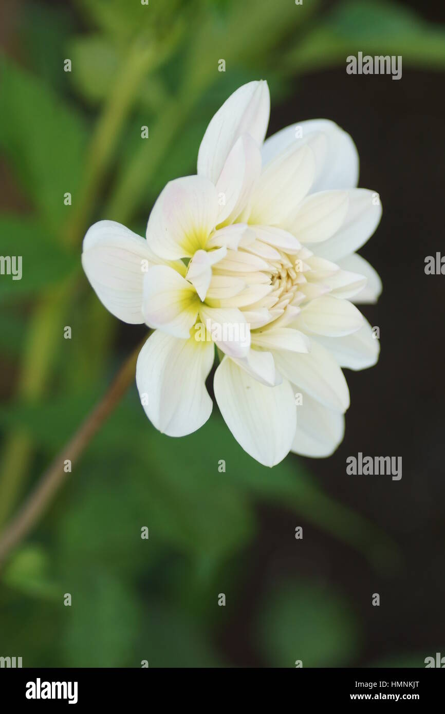 Dahlia 'Ballerina' blanc Banque D'Images