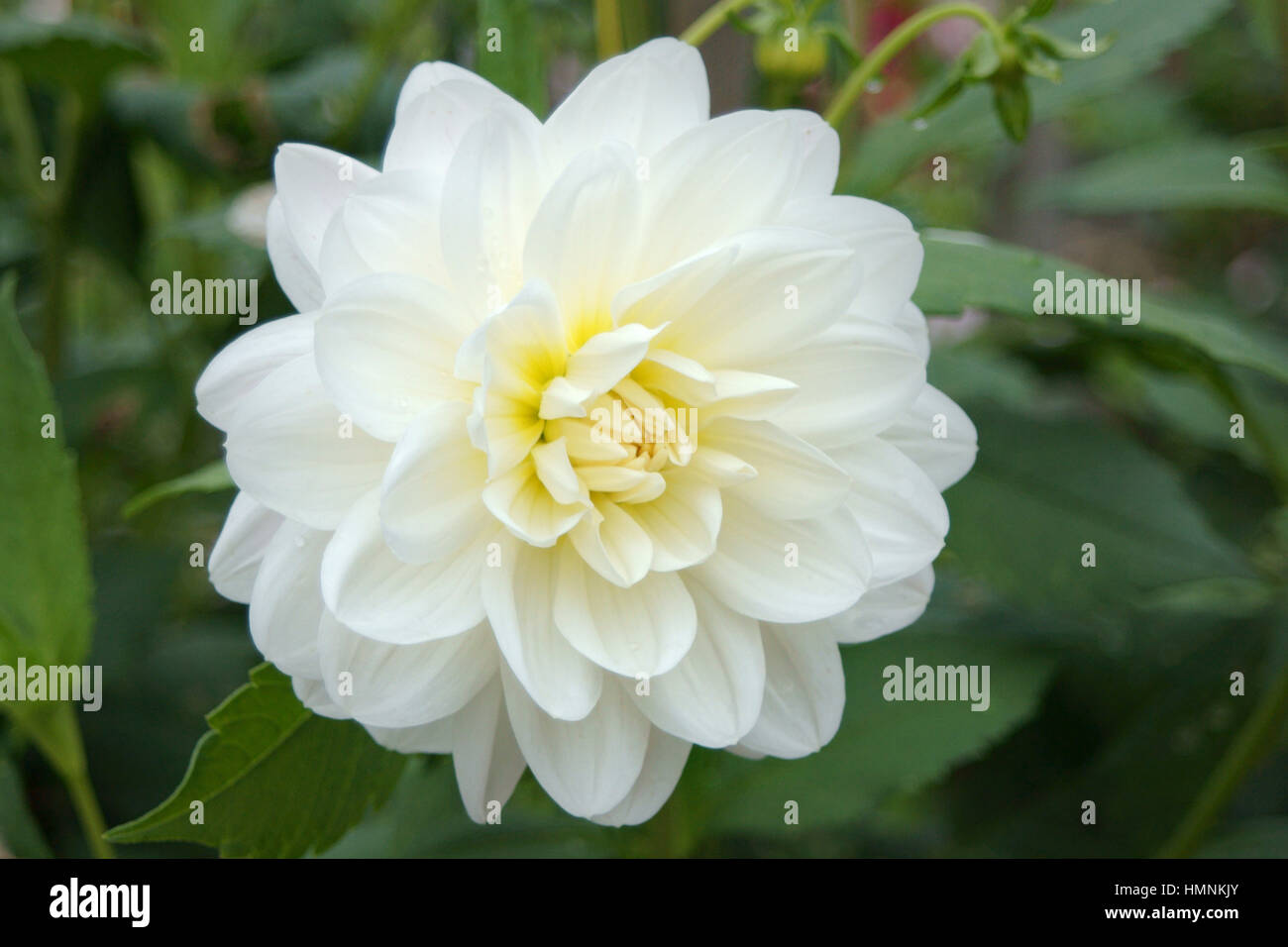 Dahlia 'Ballerina' blanc Banque D'Images