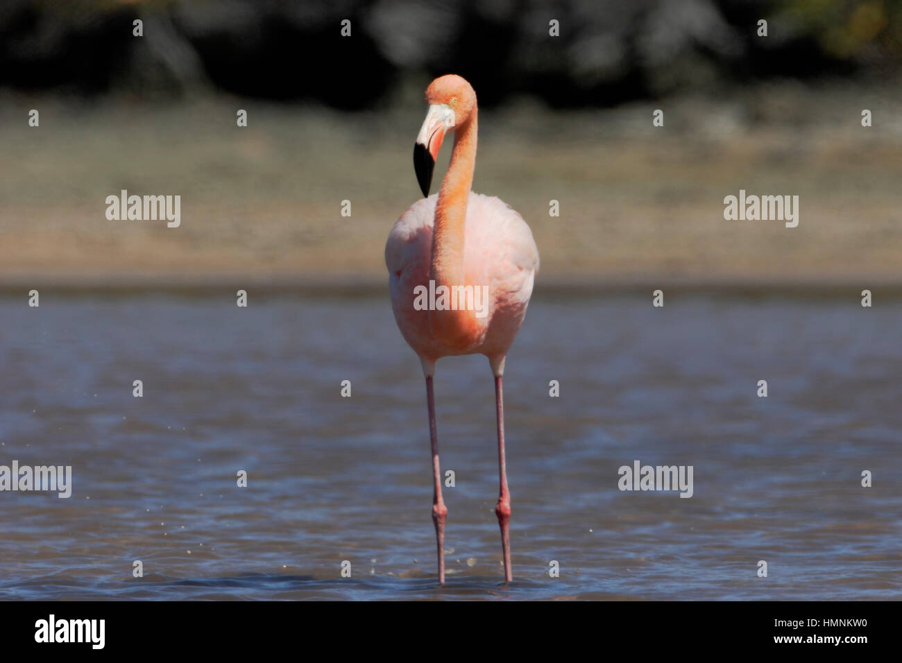 Plus Galapagos Flamingo (Phoenicopterus ruber) Comité permanent, Las Bachas Beach, Santa Cruz, Galapagos, Equateur Banque D'Images