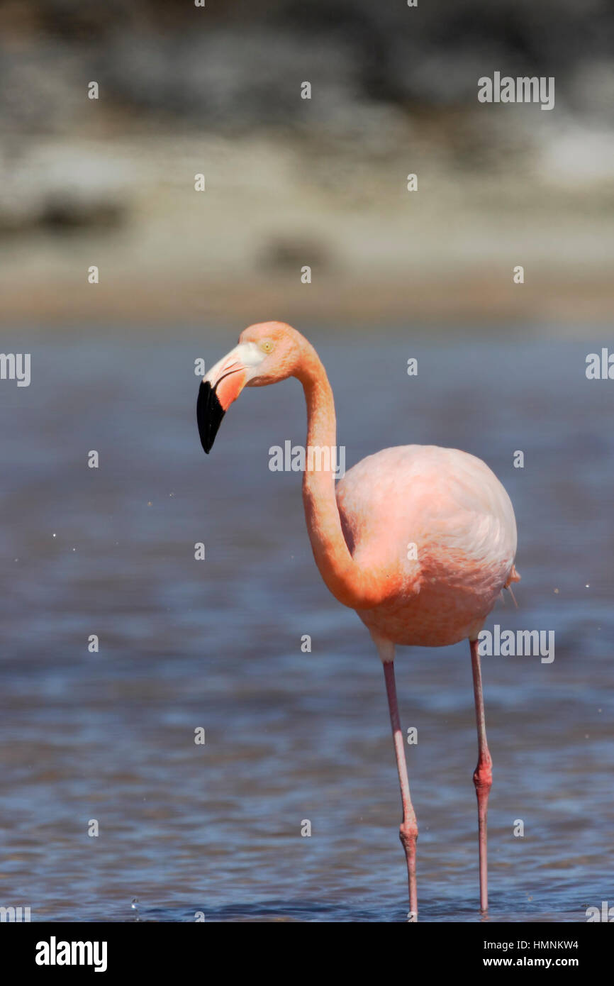 Plus Galapagos Flamingo (Phoenicopterus ruber) Comité permanent, Las Bachas Beach, Santa Cruz, Galapagos, Equateur Banque D'Images