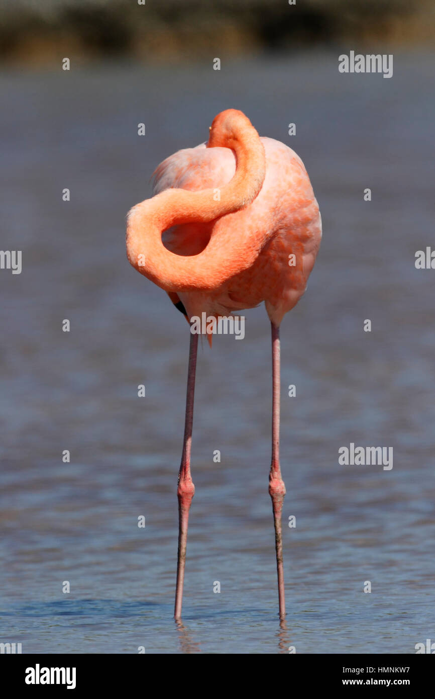 Plus Galapagos Flamingo (Phoenicopterus ruber) dormir, Las Bachas Beach, Santa Cruz, Galapagos, Equateur Banque D'Images