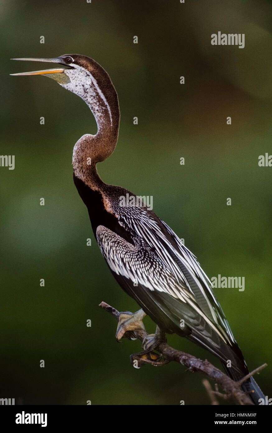 Dard Oriental ou indien, dard (Anhinga melanogaster), en phase de refroidissement avec beak ouverture,le parc national de Keoladeo Ghana, Bharatpur, Rajasthan, Inde Banque D'Images